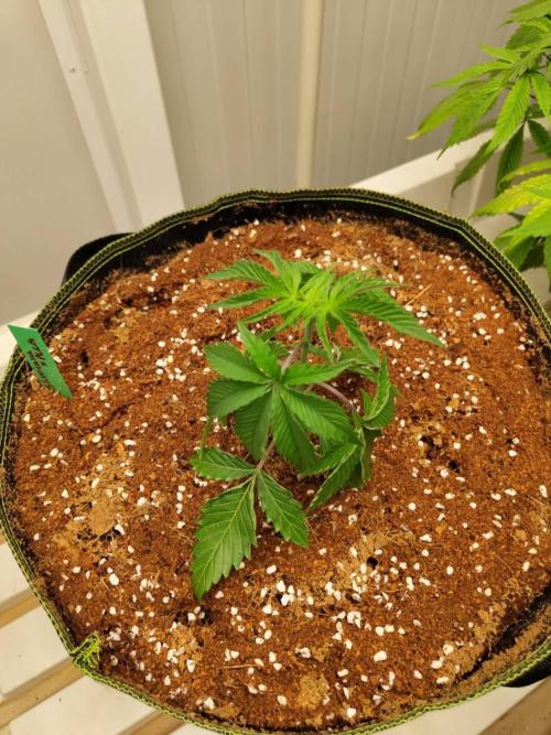 Slurricane x PLCG S1. Week 4 - 15/04