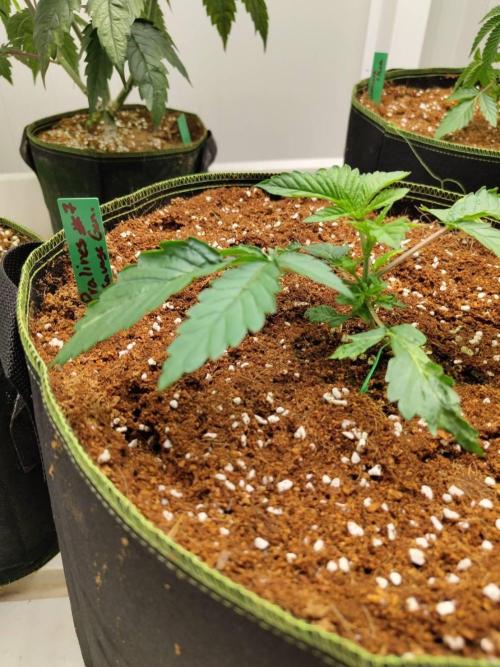 Pralines (Pheno #7). Week 3 - 15/04