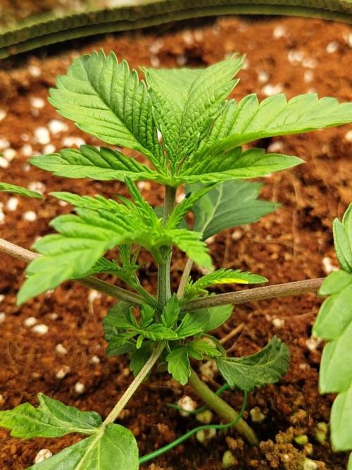 Pralines (Pheno #7). Week 3 - 15/04