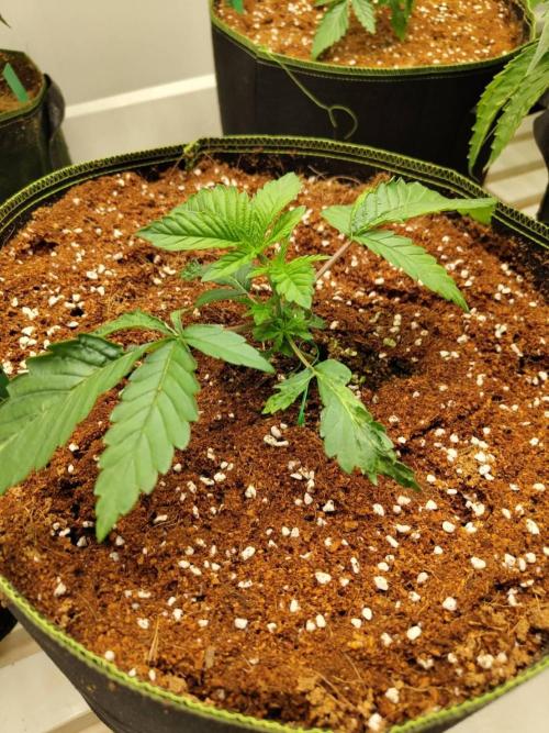 Pralines (Pheno #7). Week 3 - 15/04