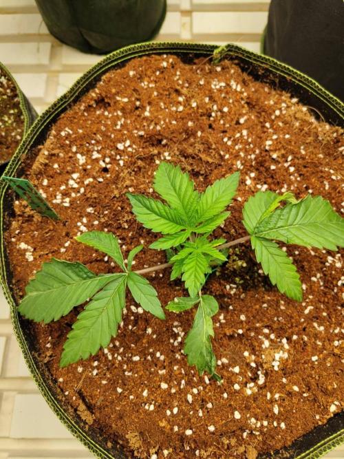 Pralines (Georgia Pie x Sweetish Fish). Week 3