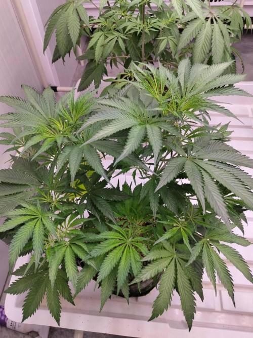 Permanent Applez (ReTry). Week 9