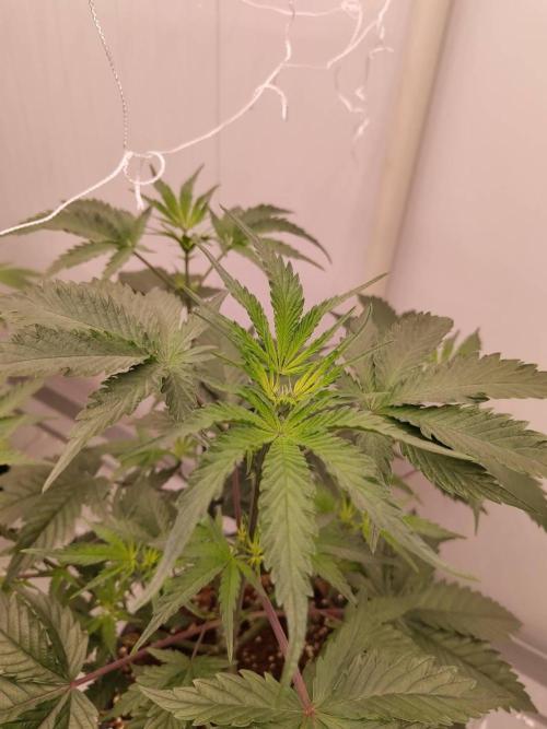 Permanent Applez. Week 9