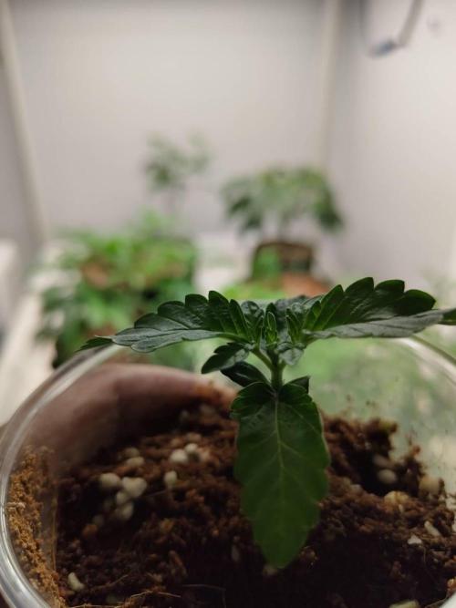 Chocolope Kush (P#2). Week 2 - 15/04