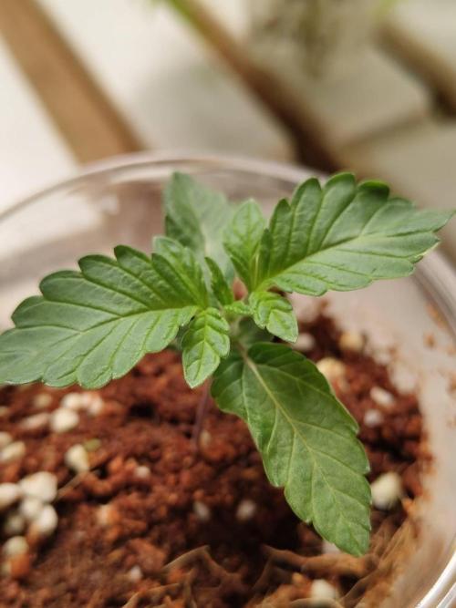 Chocolope Kush (P#2). Week 2 - 15/04