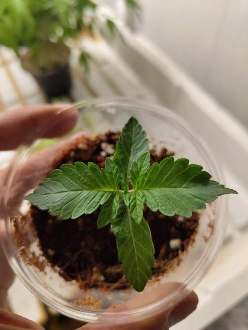 Chocolope Kush (P#2). Week 2 - 15/04