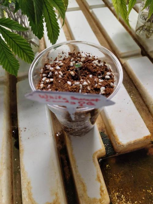 White Sweet Candy OG [P#1] [GD Contest]. Week 0 - 15/04