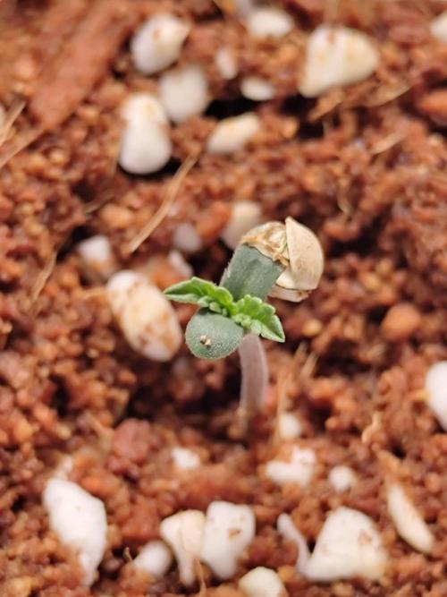 White Sweet Candy OG [P#1] [GD Contest]. Week 0 - 15/04