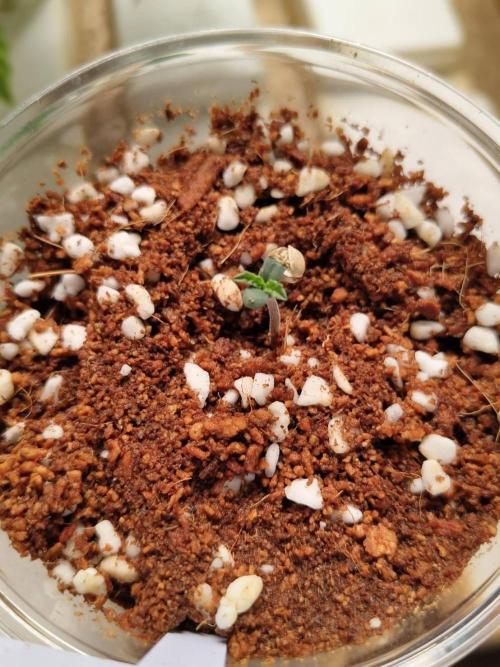 White Sweet Candy OG [P#1] [GD Contest]. Week 0 - 15/04