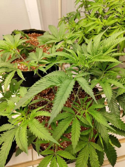 10th Planet R1. Week 10 - 15/04