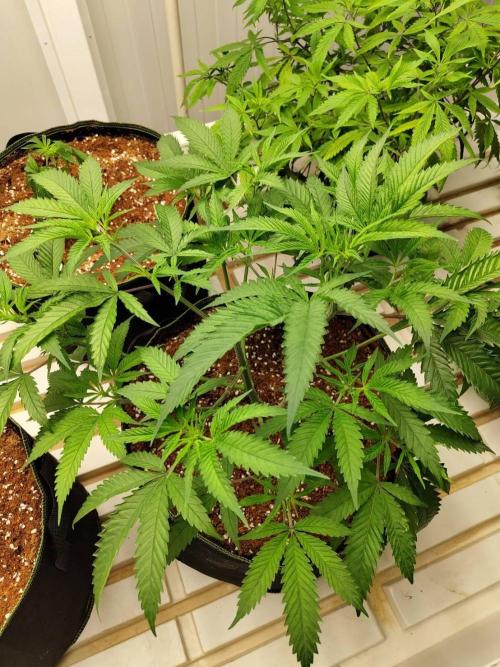 10th Planet R1. Week 10