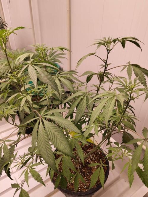 Pralines (Pheno #6). Week 9 - 14/04