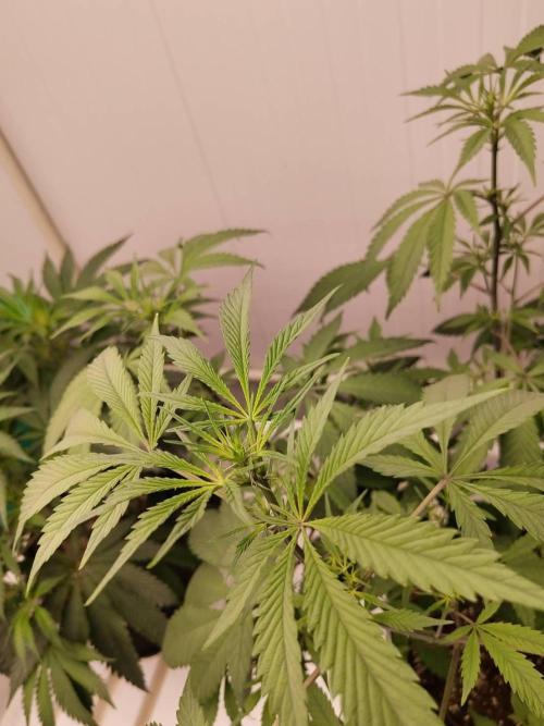 Pralines (Pheno #6). Week 9 - 14/04