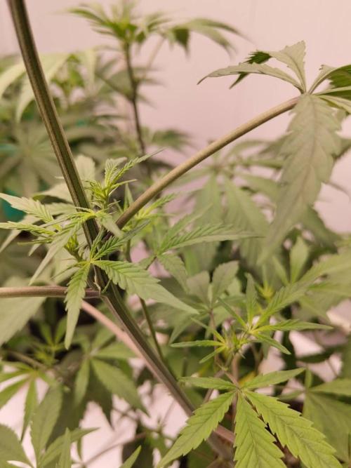 Pralines (Pheno #6). Week 9 - 14/04