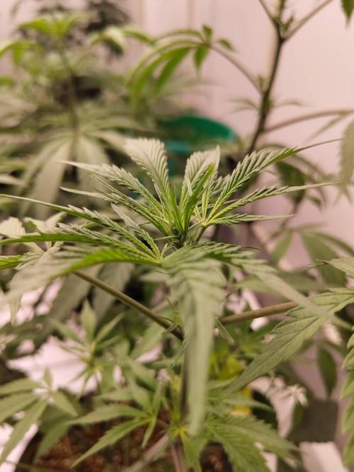 Pralines (Pheno #6). Week 9 - 14/04