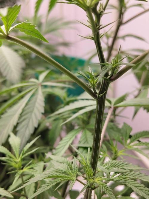 Pralines (Pheno #6). Week 9 - 14/04
