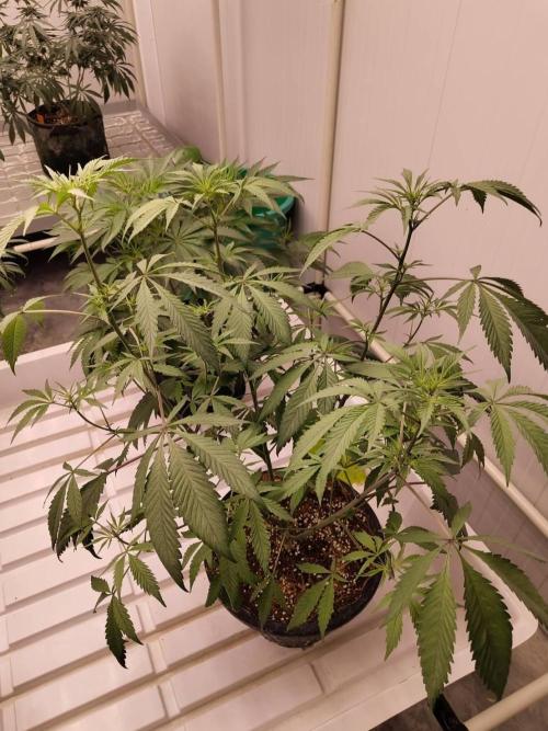 Cheetoz. Week 9