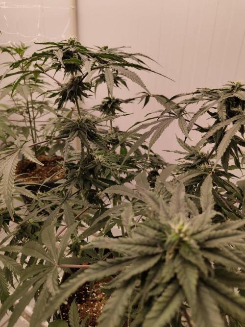 Chocolope Kush (P#1). Week 13 - 15/04