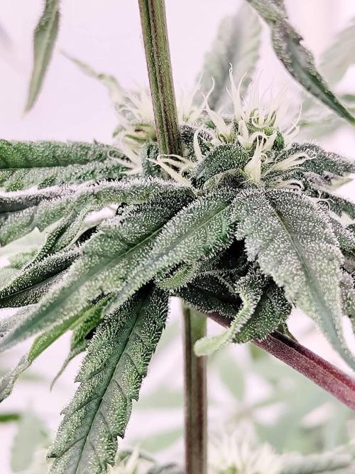 Chocolope Kush (P#1). Week 13 - 15/04