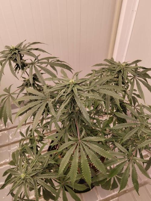 Chocolope Kush (P#1). Week 13 - 15/04