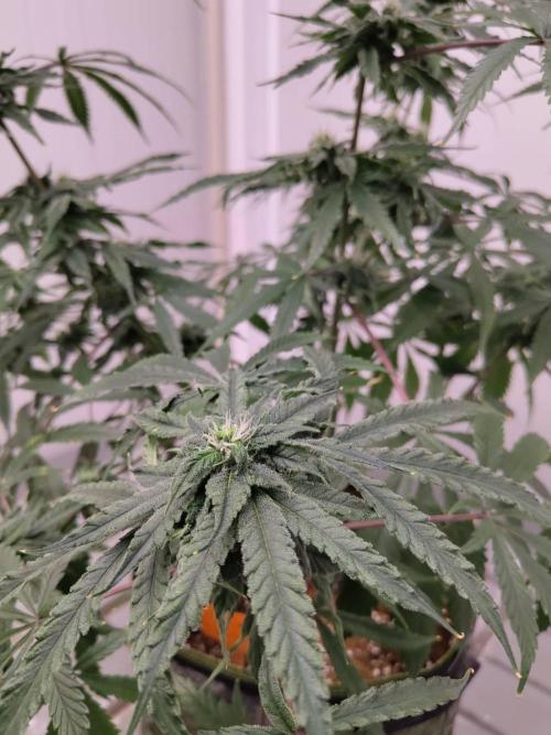 Chocolope Kush (P#1). Week 13 - 15/04