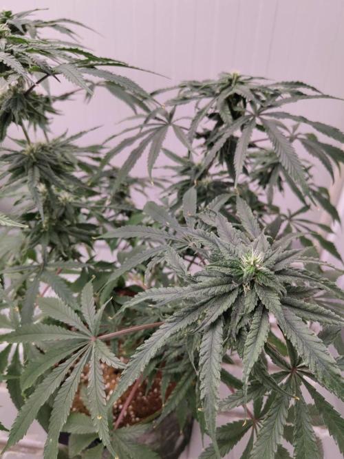 Chocolope Kush (P#1). Week 13 - 15/04