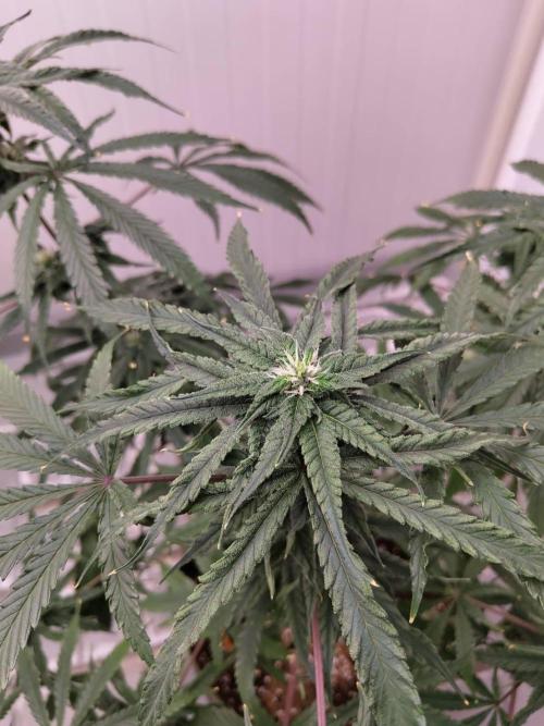 Chocolope Kush (P#1). Week 13 - 15/04
