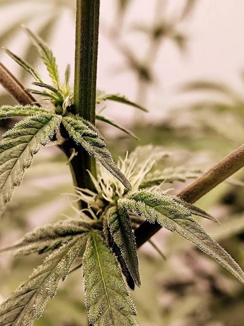 Chocolope Kush. Week 13