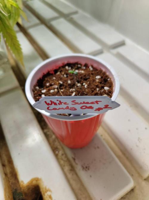 WSC OG (Pheno #2). Week 0 - 15/04