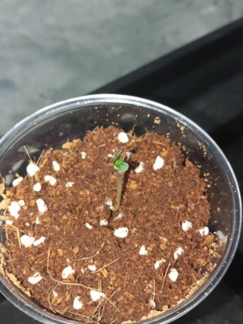 WSC OG (Pheno #3). Week 0 - 19/04
