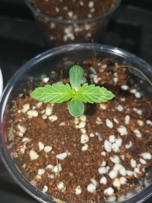 White Sweet Candy OG [P#1] [GD Contest]. Week 1 - 19/04