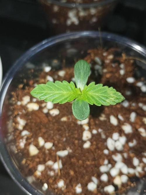 White Sweet Candy OG [P#1] [GD Contest]. Week 1 - 19/04
