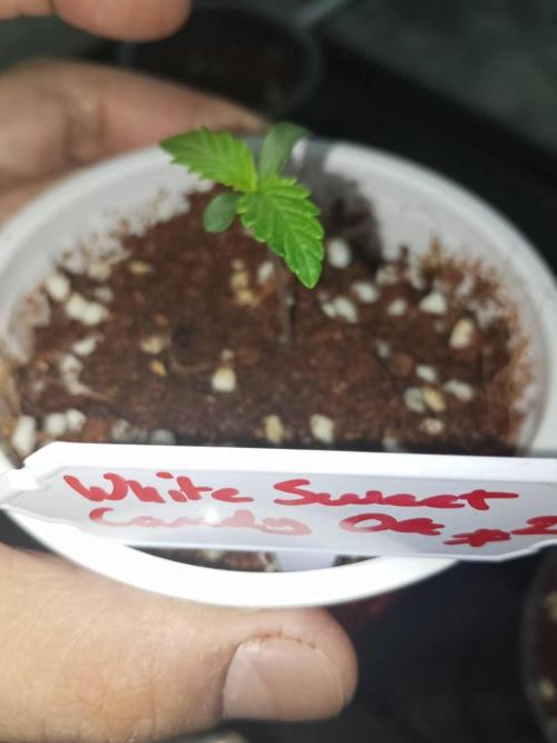 WSC OG (Pheno #2). Week 1 - 19/04