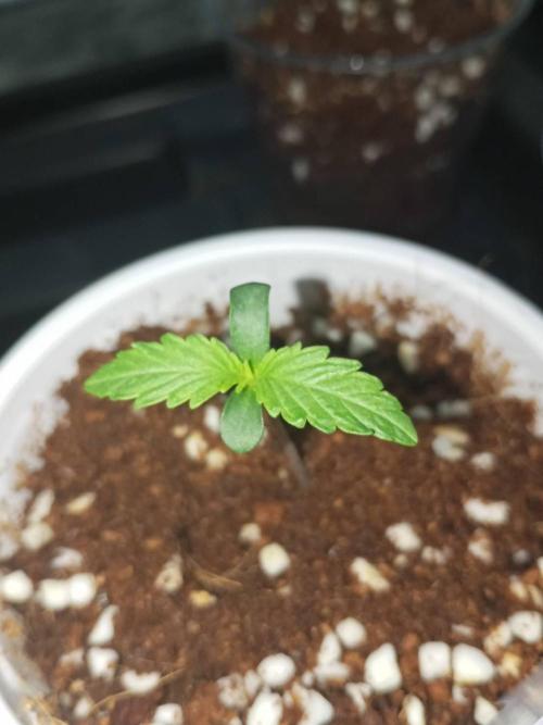 WSC OG (Pheno #2). Week 1 - 19/04