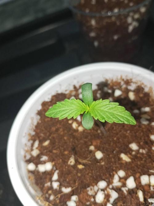 WSC OG (Pheno #2). Week 1 - 19/04
