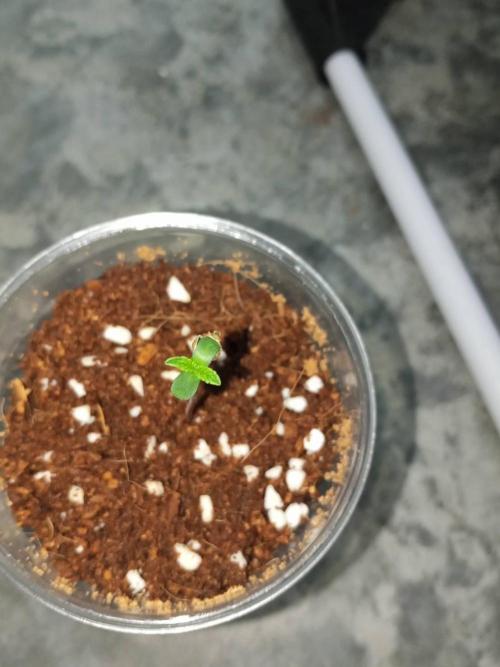 WSC OG (Pheno #4). Week 0 - 19/04
