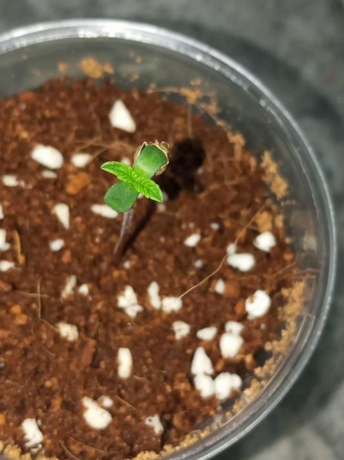 WSC OG (Pheno #4). Week 0 - 19/04
