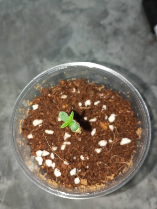 WSC OG (Pheno #4). Week 0 - 19/04
