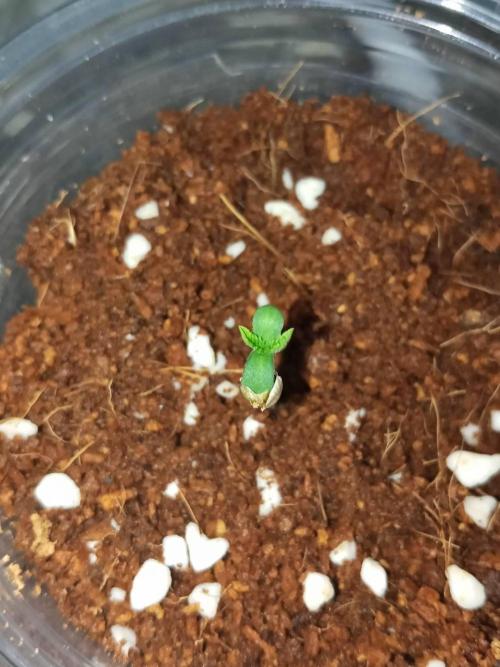WSC OG (Pheno #5). Week 0 - 19/04
