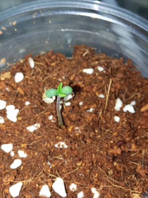 WSC OG (Pheno #5). Week 0 - 19/04

