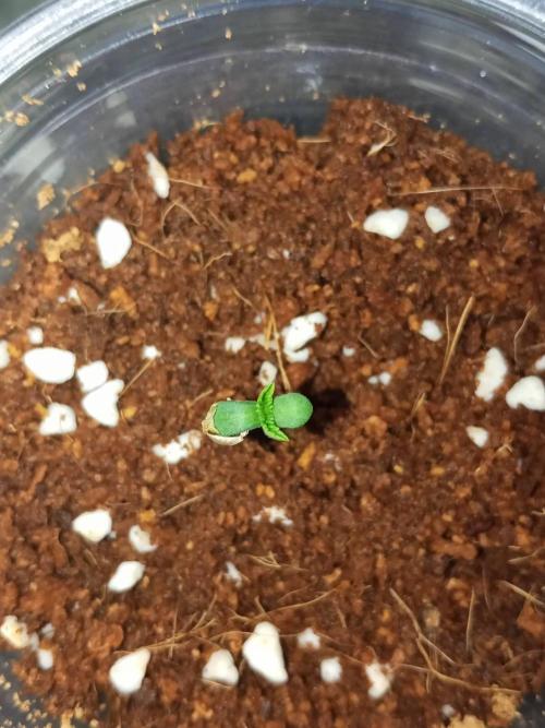 WSC OG (Pheno #5). Week 0 - 19/04

