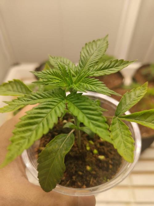 WSC OG (Pheno #5). Week 2 - 06/05