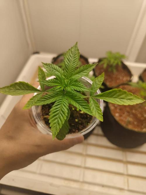 WSC OG (Pheno #5). Week 2 - 06/05