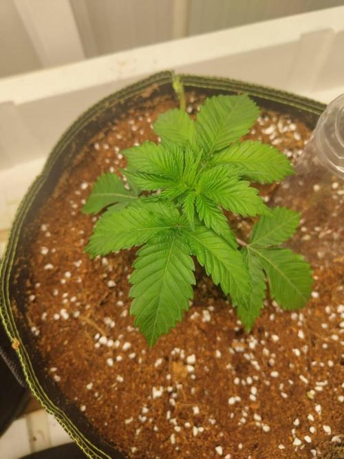 WSC OG (Pheno #4). Week 2