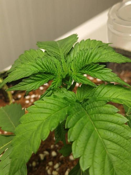 WSC OG (Pheno #4). Week 2
