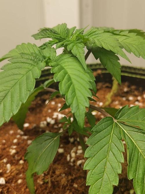 WSC OG (Pheno #4). Week 2