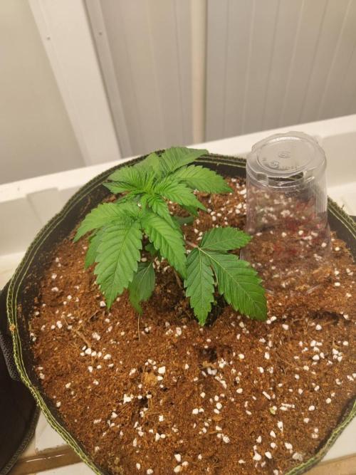 WSC OG (Pheno #4). Week 2