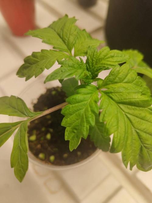 WSC OG (Pheno #3). Week 2 - 06/05