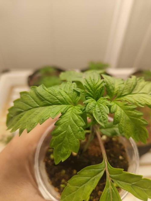 WSC OG (Pheno #3). Week 2 - 06/05