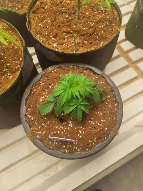 WSC OG (Pheno #2). Week 3 - 06/05